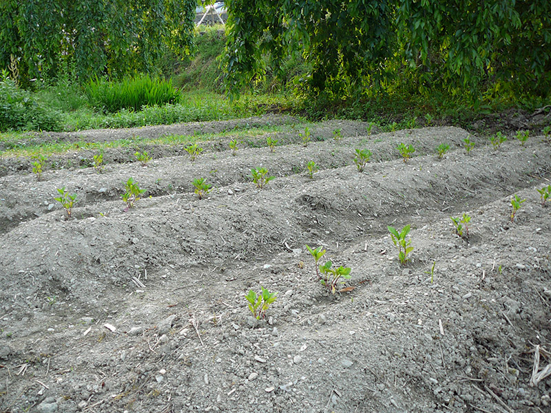 small plants growing in a field