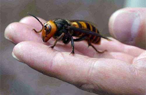 A wasp on someone’s hand, about a two thirds as long a finger