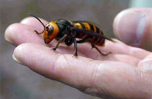 Japanese Giant Hornet Queen