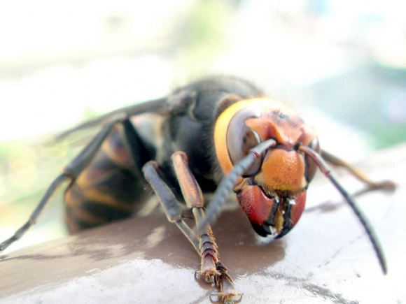 A giant hornet with red mandibles very close to camera