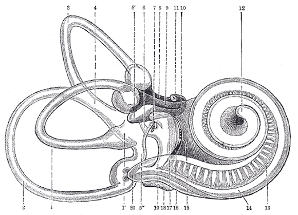 medical diagram of the inner ear