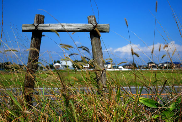 a torii gate in the middle of a wwoof japan farm