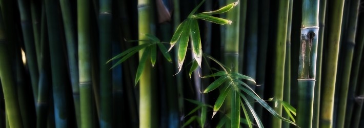 Rows of bamboo trees
