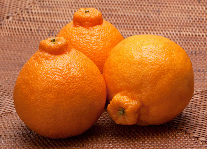 three dekopon hybrid oranges