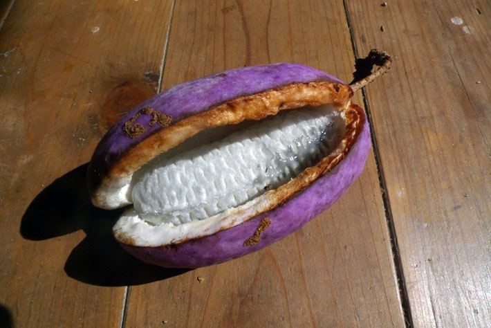 An open akebi fruit