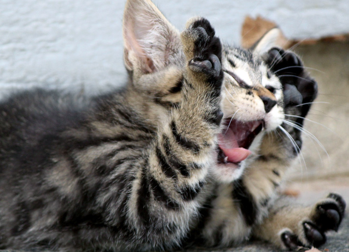 A kitten with its paws up screaming