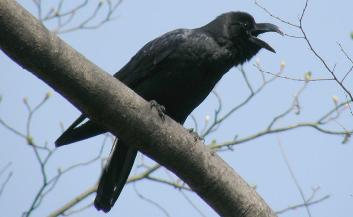 crow perched on branch