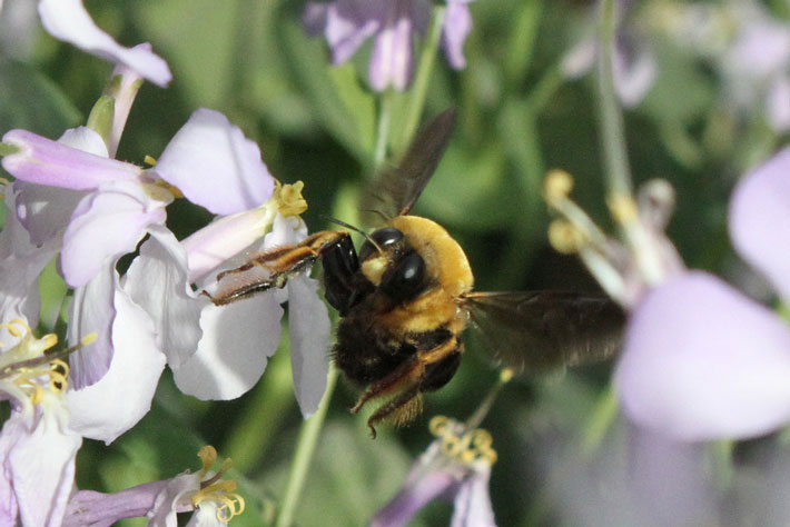 honeybee on a flower blossom