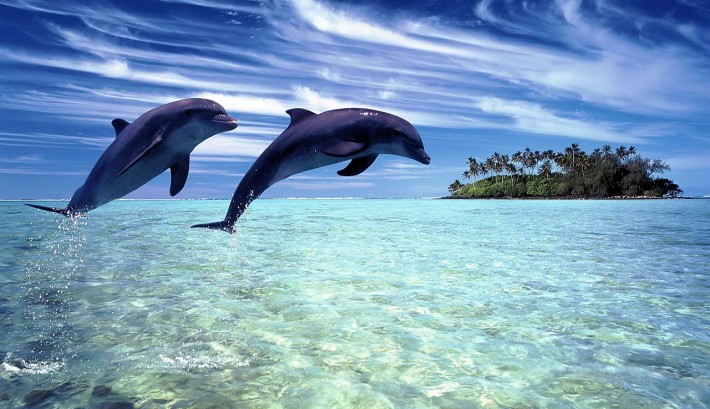 pair of jumping dolphins in foreground with island in background