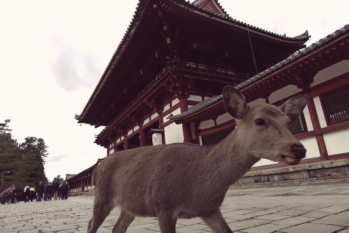 traveling to japan to see nara deer