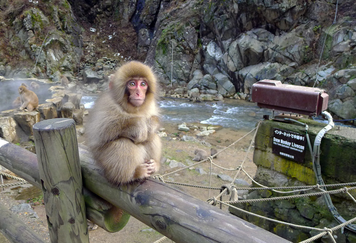 snow monkey outside a hot spring