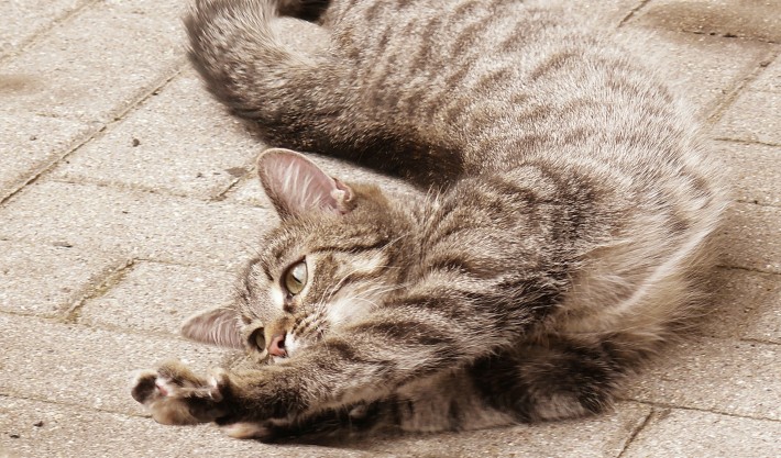 Cat stretching on the ground