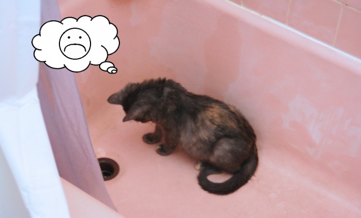 Cat in an empty bathroom looking sad