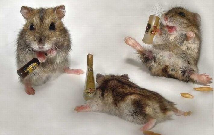 Mice posing with mini beer bottles and