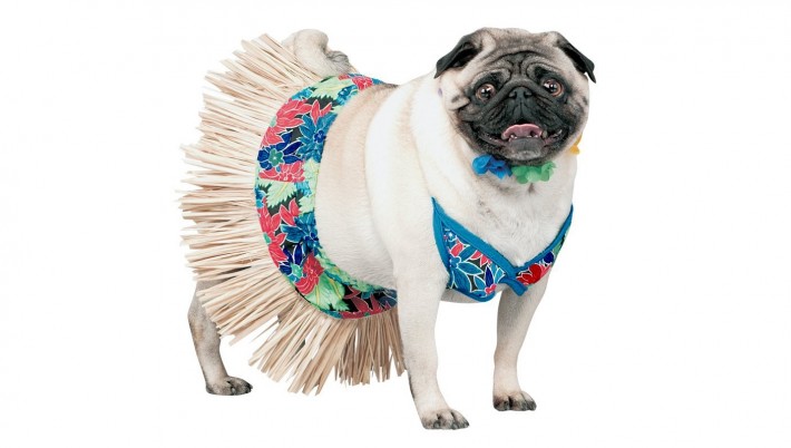 pug bathing suit