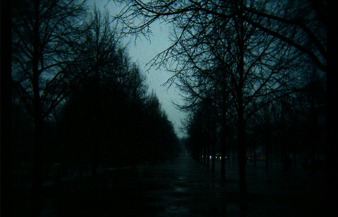 trees in a park at dusk