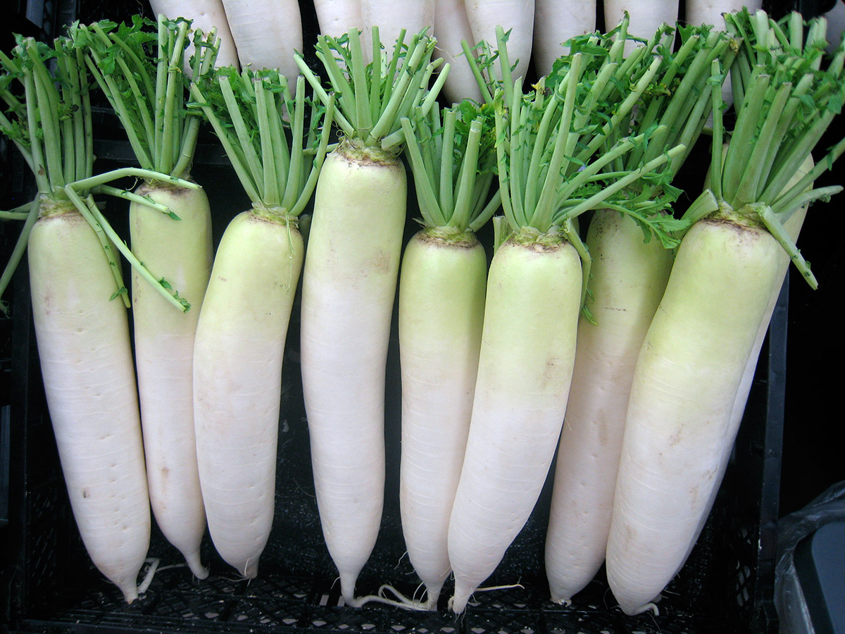 daikon in a row