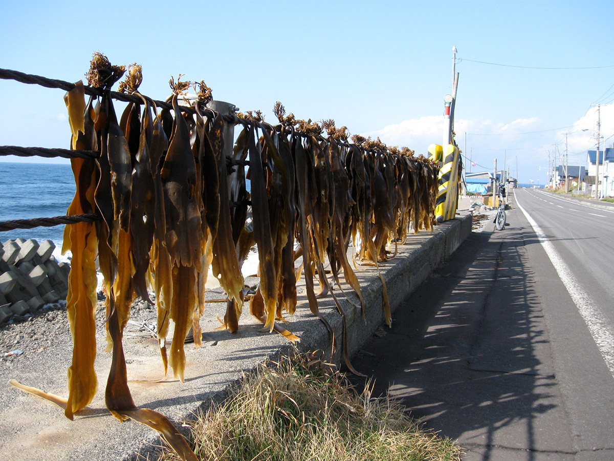 kombu hanging to dry by the sea