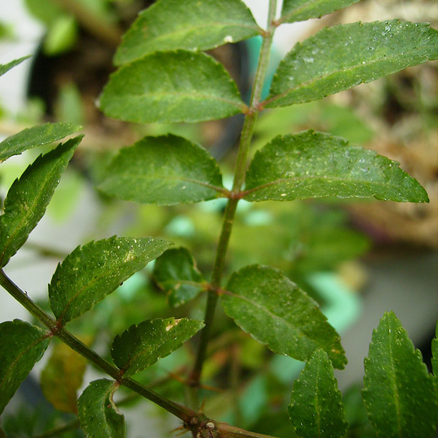 sansho pepper plant