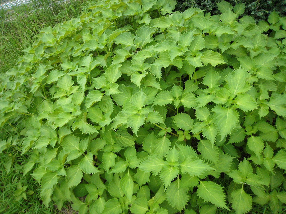 shiso growing in the wild