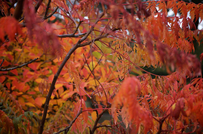 momiji signal the best time to visit japan