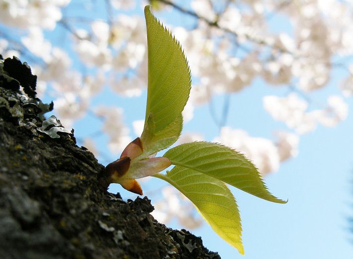 a budding leaf in front of sakura shows the best time to visit japan