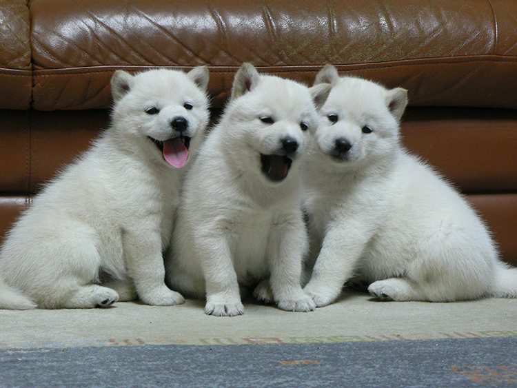 A trio of Hokkaido-ken puppies