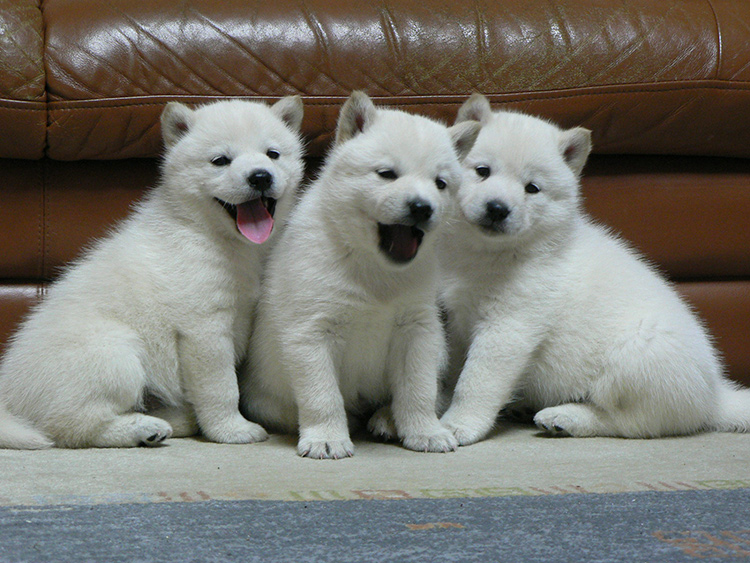 is the kishu a good breed of dog