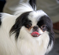 Japanese Chin licking its mouth