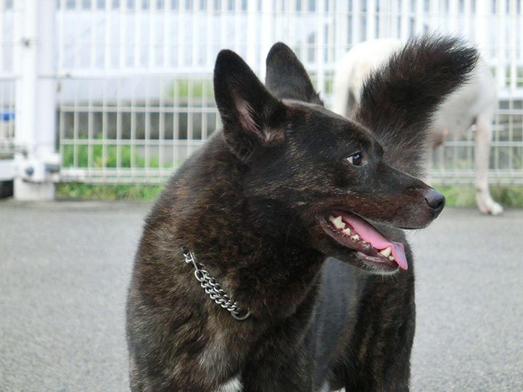 A trio of Hokkaido-ken puppies