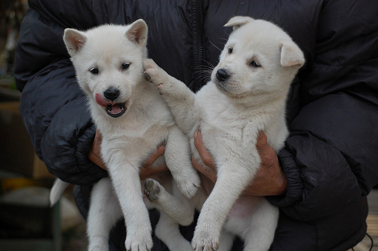 Two Kishu-Inus held by their owner