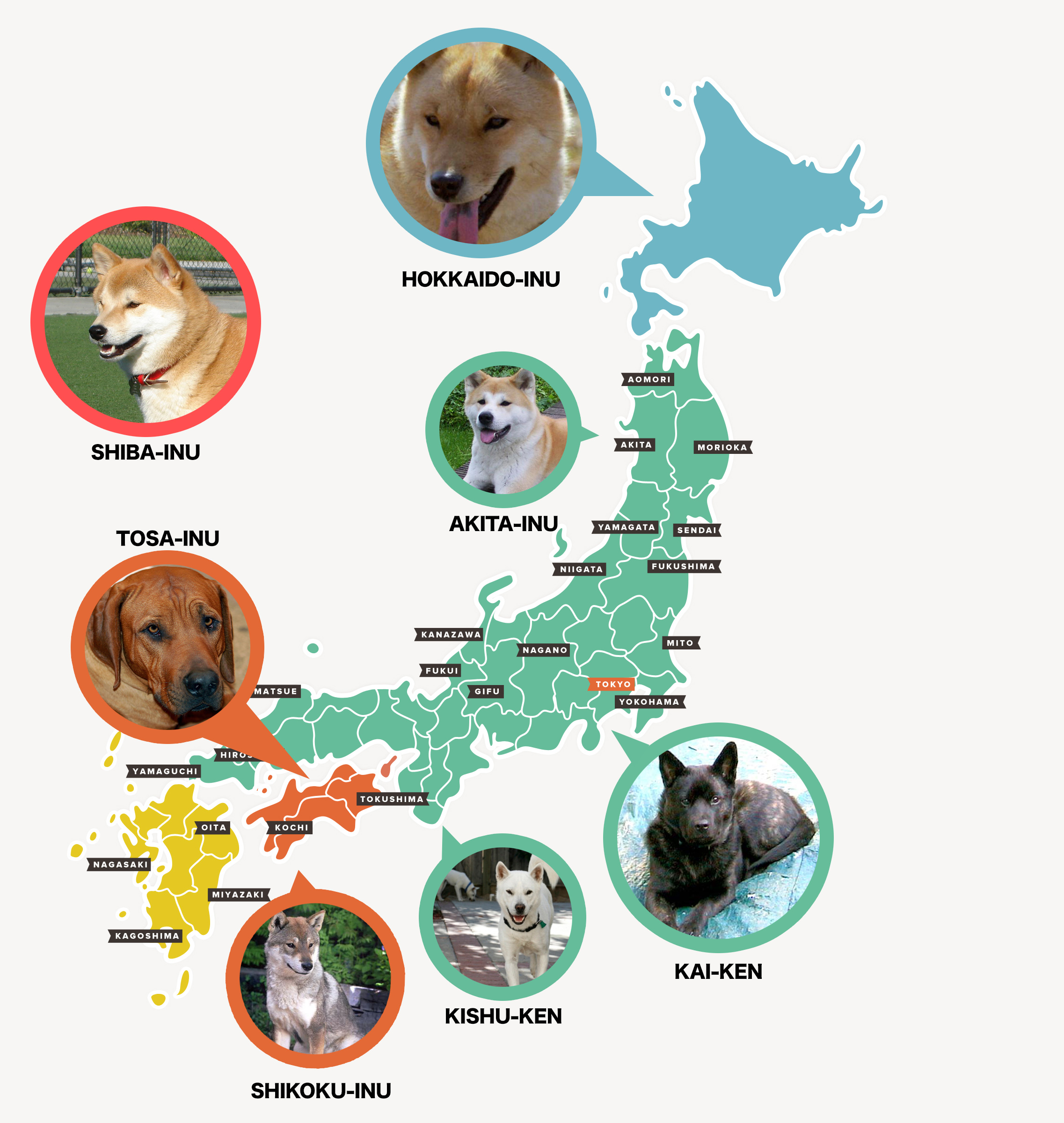 japanese dog breeds list