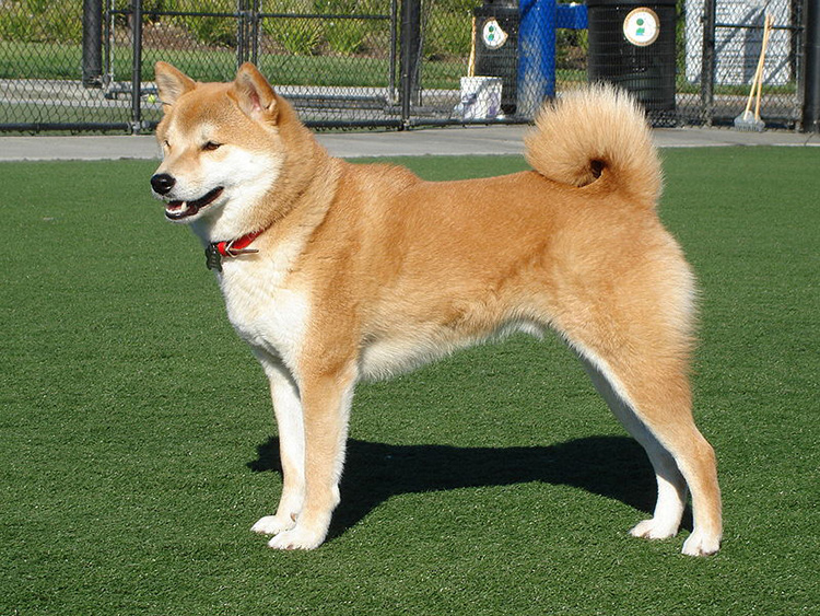 An alert Shiba-Inu