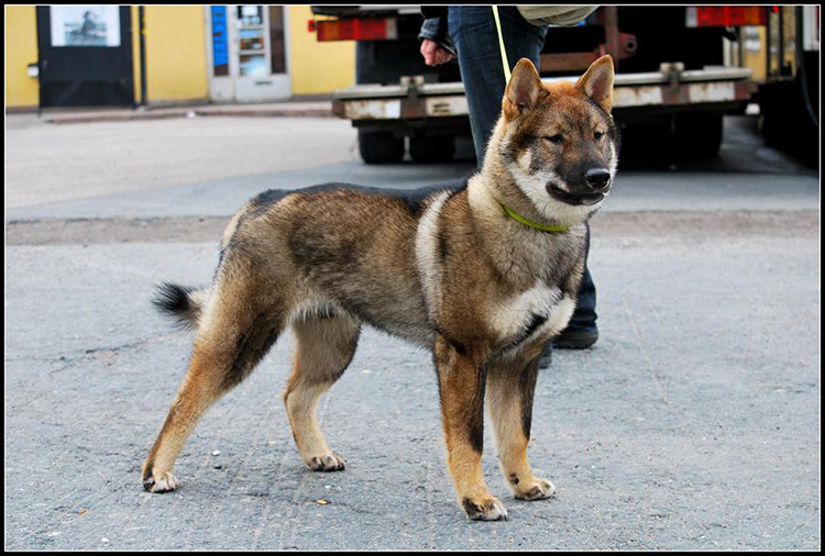 Shikoku-inu standing on all fours