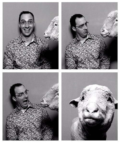 four pictures of man and sheep