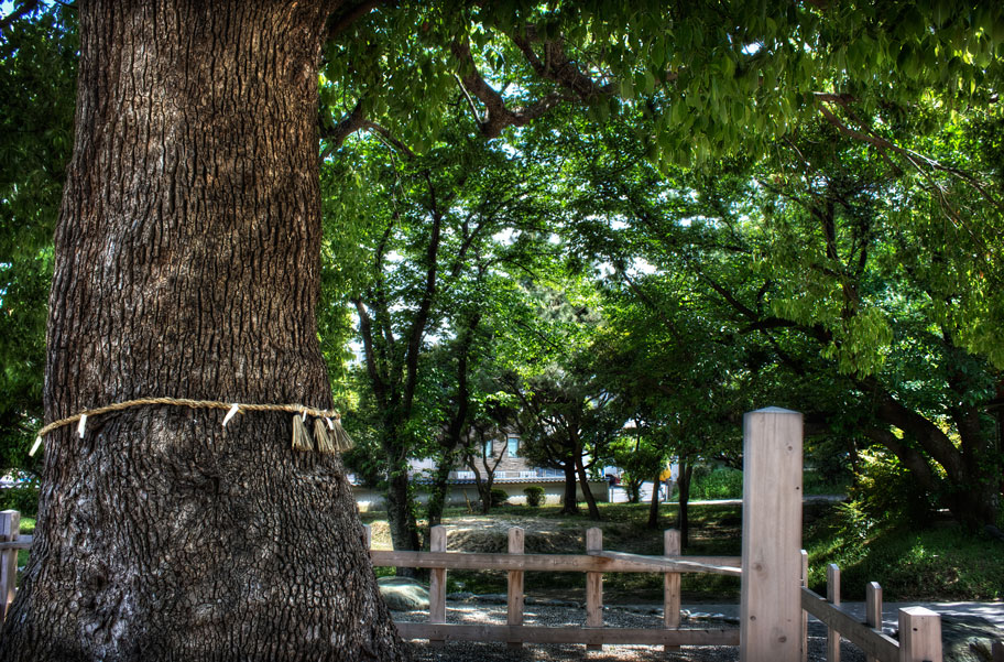 park in japan with tree wrapped in simenawa rope