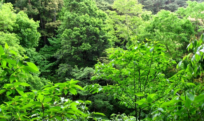 Beautiful green trees during golden week Japan