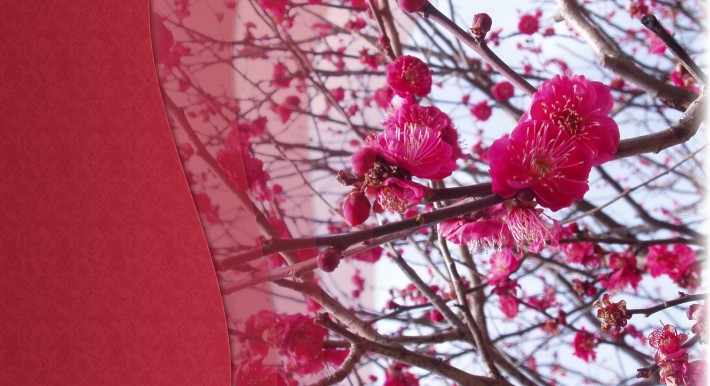 Cherry blossoms during golden week in japan