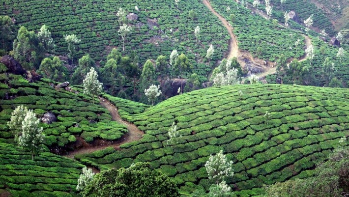 hills where tea is grown