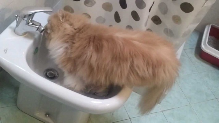 A cat unwittingly falls into Japanese toilet