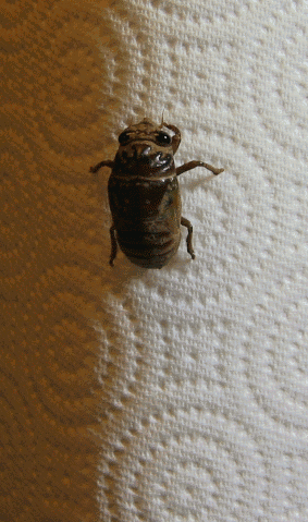 gif of a cicada molting cicada wings