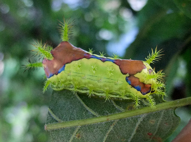 giant green caterpillar bugs of japan denki mushi