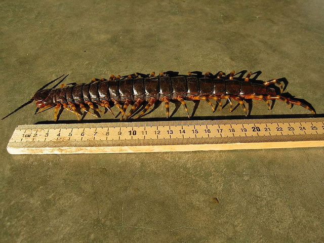 giant centipede measured against a ruler