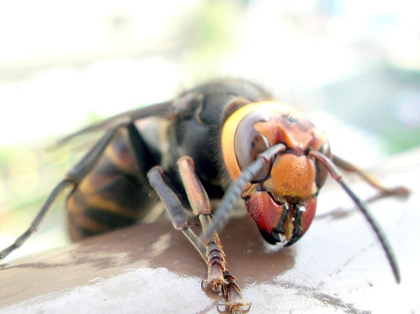 close up face of giant japanese hornet