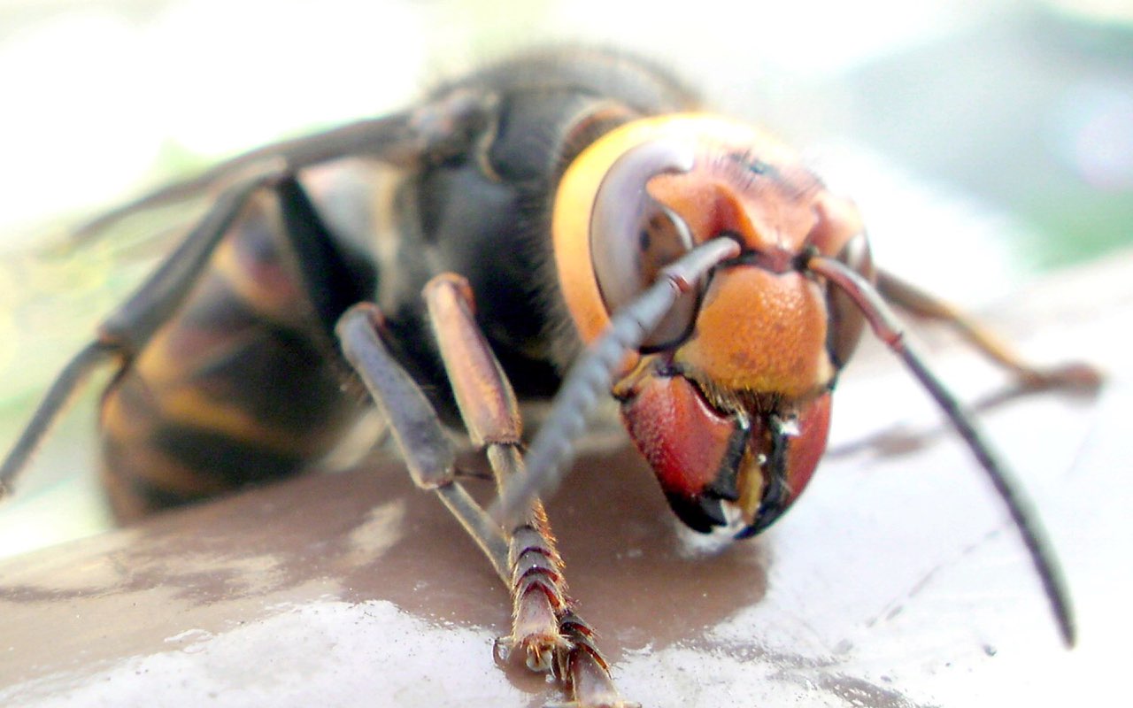 Japanese Insects so Horrifying You Will Never Visit Japan Again