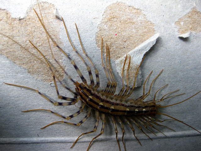 giant house centipede with lots of long legs