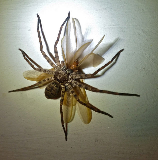 spider huntsman japan japanese insects wings giant eating