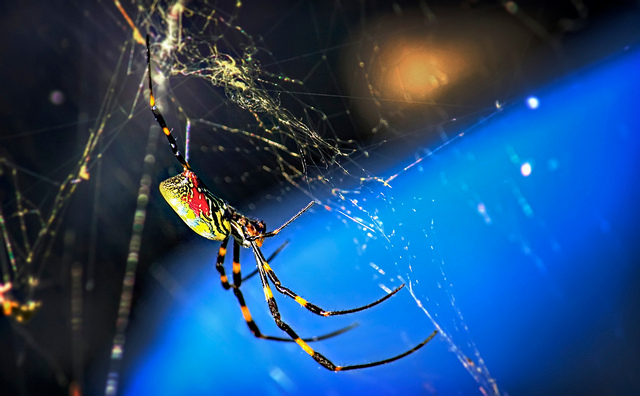 giant joru spider in a web