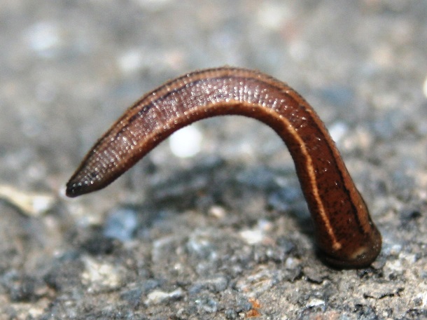 bendy japanese mountain leech stuck to something