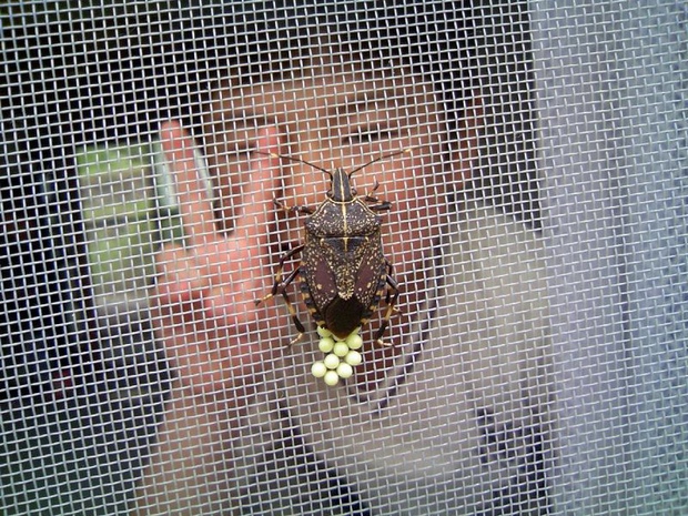 stinkbug with eggs boy giving peace sign